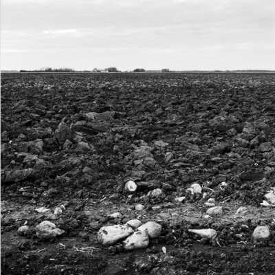 Sugarbeet Field Chisel Plowed aAter Harvest. Sugarbeets Leave Little Residue Behind To Protect Soil From Wind Erosion. October 2004