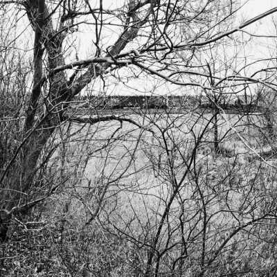 Shelterbelt And Train Near Dilworth, Minnesota