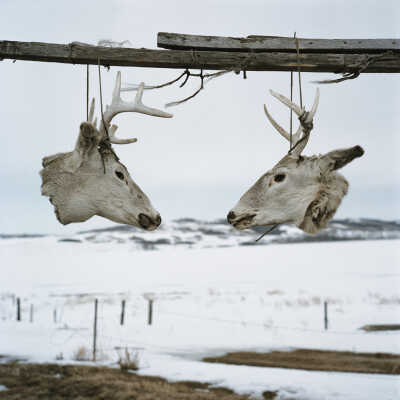 Anna's Deer Heads, Crow Hill, Spirit Lake, North Dakota