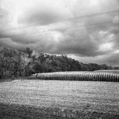 Cornfield Partly Harvested And Siberian Elm Shelterbelt, 2001