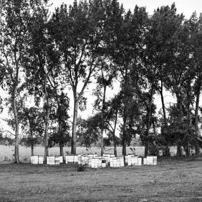 Beehives By Single Row Cottonwood Shelterbelt. Fall 2000