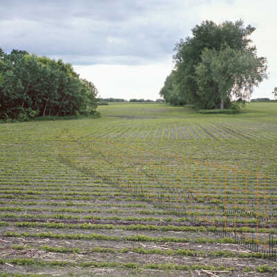 Livelihood 3, 2004