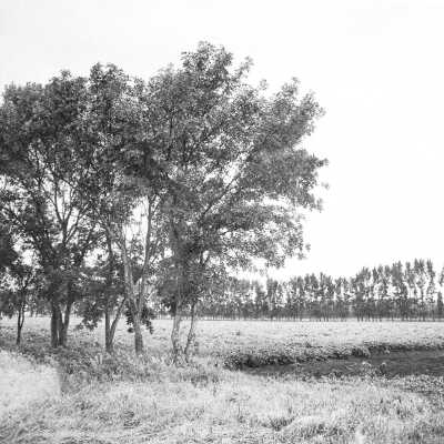 Foreground: Green Ash (Fraxinns Pensylvanica) A Native Of The Red River Valley. Winter Hardy And Tolerant Of Root Compaction By Machinery. Background: Poplar. These Single Row Shelterbelts Are Of The Utilitarian Soil Conservation Service design.