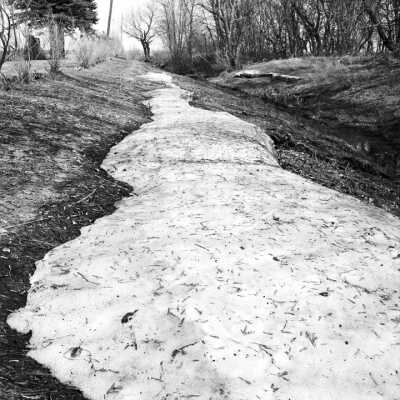 Box Elder Seeds In Melting Snowdrift By Brook South Of Moorhead, MN.
Box Elder Is A Native Species Along The Banks Of The Red River And Its Tributaries. Spring 2001
