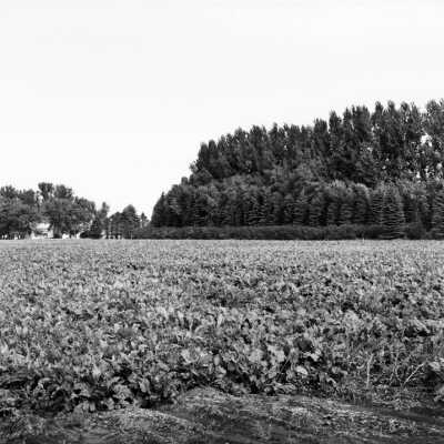 Farmstead Shelterbelt With Sugar Beets In Foreground. Low Shrubs, Conifers And Tall Poplars Form A Shelterbelt With Pyramid Shaped Cross Section. North of Fargo ND. 2002