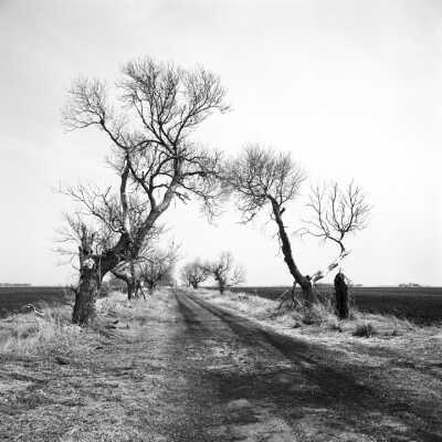 Old And Dying Trees Lining Road Between Fields. 2001
