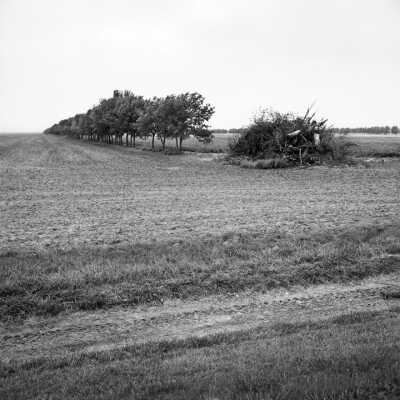 Shelterbelts Require Maintenance. 2002