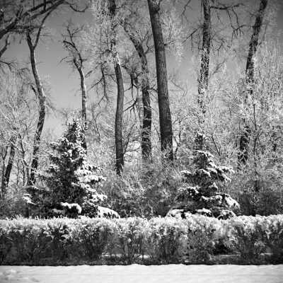 Multi-Row Shelterbelt Surrounding A Farmstead Near Moorhead, Minnesota. Foreground: Trimmed shrubs, 2nd row: Spruce, Background: Cottonwood. 2000