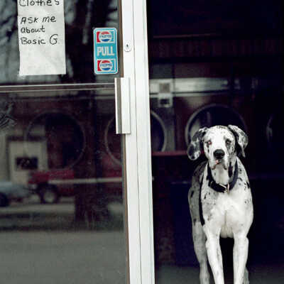 A Canine Greeting