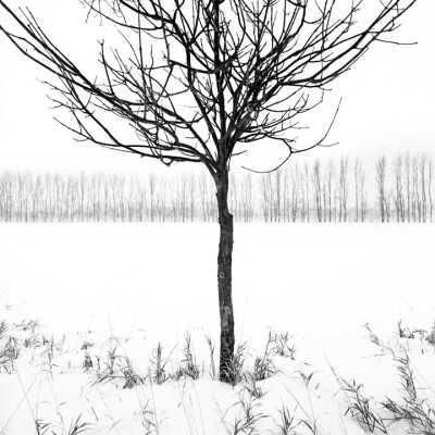 Foreground: Trimmed Ash Tree In Single Row Shelterbelt Background: Hybrid Poplar Single Row Shelterbelt, North Of Fargo, ND. Winter 1996