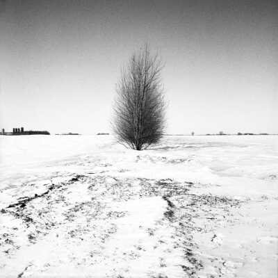 End view of Hybrid Poplar Shelterbelt. These Trees Have A 2:1 Height To Width Ratio. They Are A Mix Of Cottonwood And Poplar That Grow Faster Than Cottonwood, And Make No Cotton. 1996