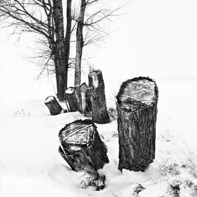 Stumps Of Old Trees From Shelterbelt. 1996 North Of Moorhead, MN