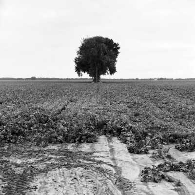 Cottonwood Tree In Sugarbeet Field. Tracks In Soil From Chemical Sprayer Equipment Entering Field. Northwest Of Fargo, North Dakota. Summer 2002
