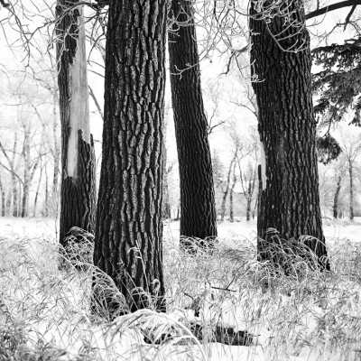 Old Cottonwoods On Abandoned Farmstead To Be Demolished For Road Construction. Moorhead, Minnesota. February,1998