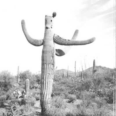 Cactus Carved by Gunfire