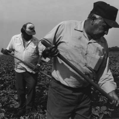 Two Field Workers? or Eagle