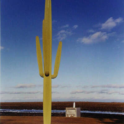 Wooden Cactus at Sunset. Henry French's Farm, Cashel, ND. 2/22/81
