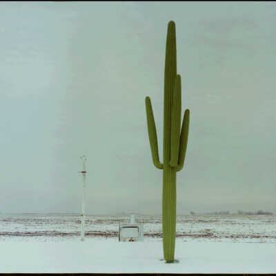 Wooden Cactus in Snow. Henry French's Farm, Cashel, ND. 1/30/81