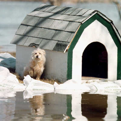 Sandbagged Dog