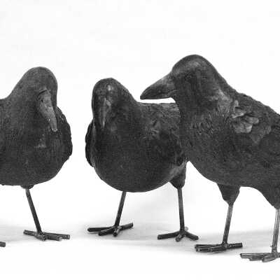 Murder Of Crows