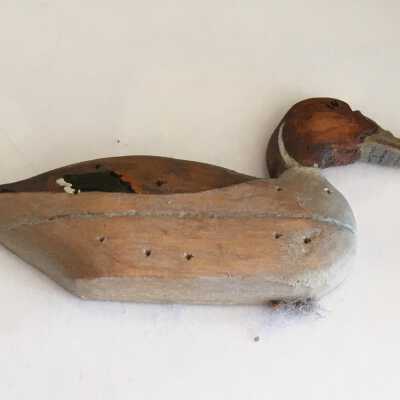 Small duck inside boat