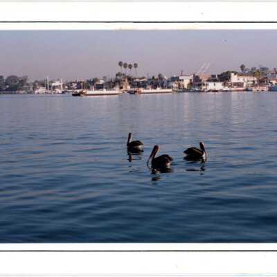 Pelicans on the Bay by Maja Brown