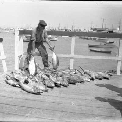 First Albacore Catch, 1935