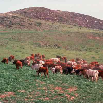 Irvine Ranch 288