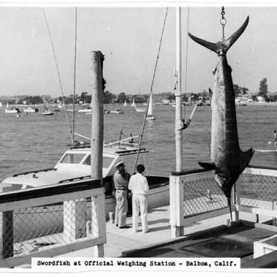 Swordfish at Official Weighing STation- Balboa, Calif.