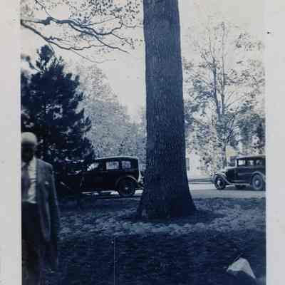 Large Tree