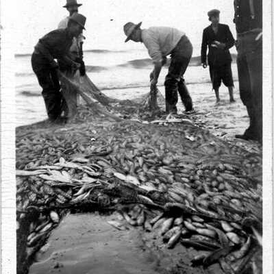 3 Ton Catch of Sardines at Newport Beach, Cal.- Simberg Photo