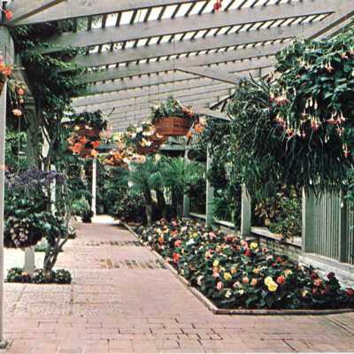 tuberous begonia display hanging fuchsia basket