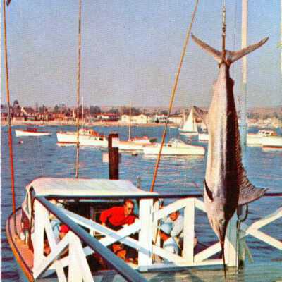 Marlin swordfish, newport Harbor, California