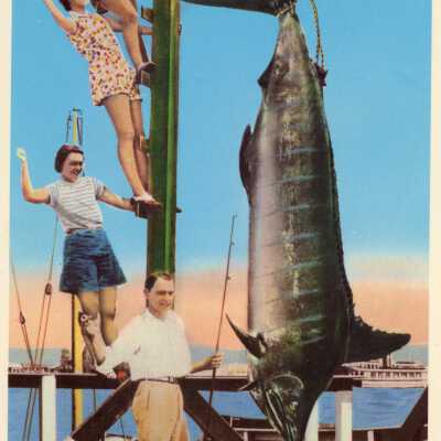 Postcard of Alfonse Hamann's Aug 18th, 1931 World Record Blue Marlin Swordfish Catch