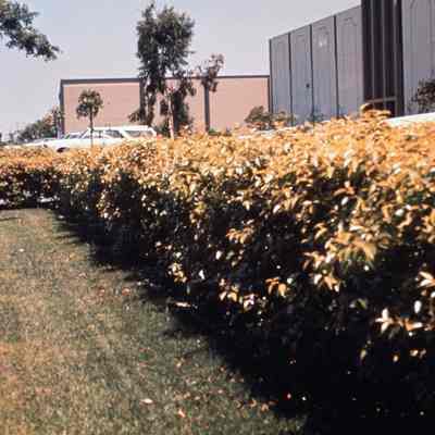 Irvine Ranch 244