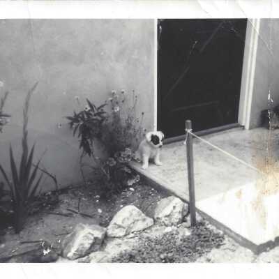 Puppy at 331 Marine Avenue