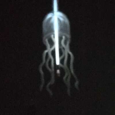 Jellyfish