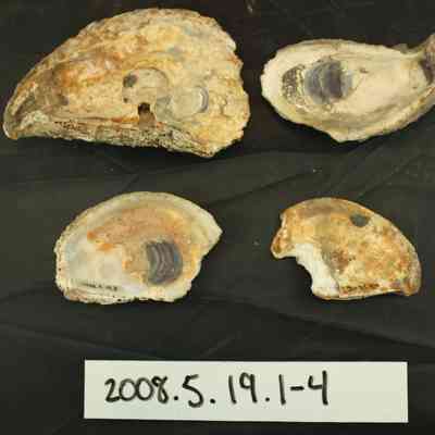 Clam Shell