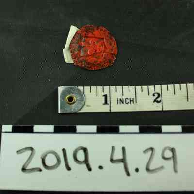 Wax Seal