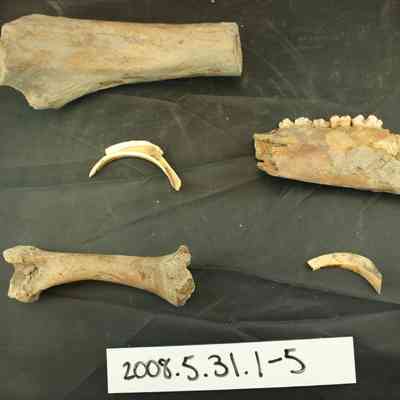 Bone