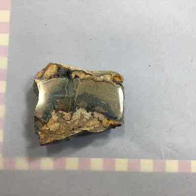 Fossil Palm Wood