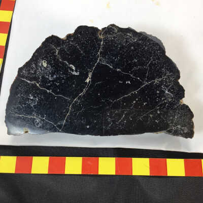 Fossilized Wood