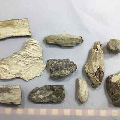 Ash Ridge Drift Wood (10pcs)