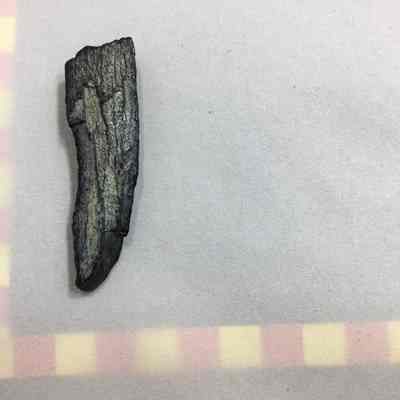 Saber tooth cat fossil bone