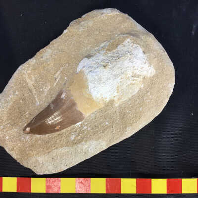 Sea Fossil: Mosasaur Tooth