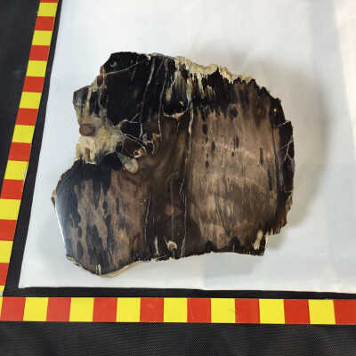 Petrified Wood