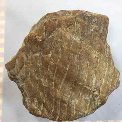 Petrified Wood