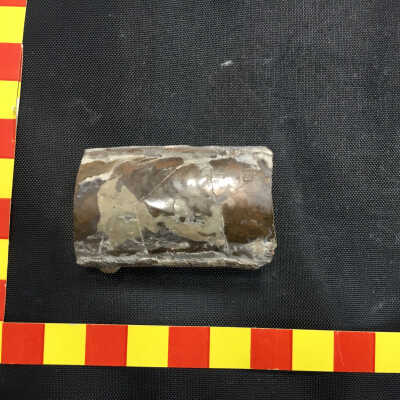 Bacullite Cretaceous