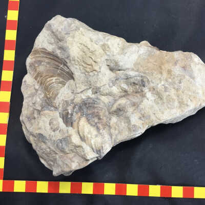 Oysters in Limestone