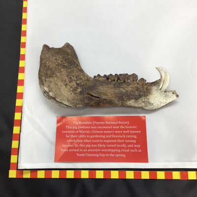 Pig Mandible